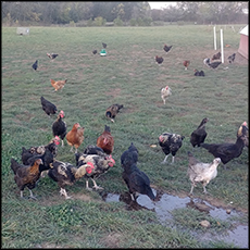 free-range-chickens-1