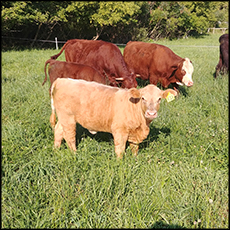 Sedley's Half Calf - Grass Finished  Sedley's Grassfed Beef – Sedley's Beef