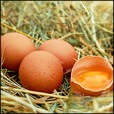 pastured-eggs-3